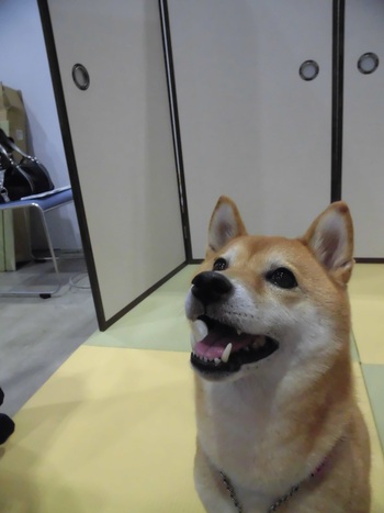 DOGフェスタ@浜松　その１