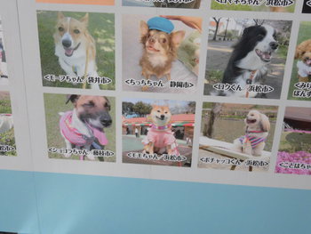 Wonderful Style DOG PHOTO FES.in浜松