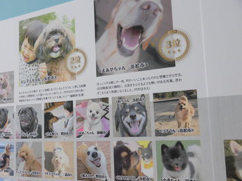 Wonderful Style DOG PHOTO FES.in浜松