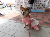 Wonderful Style DOG PHOTO FES.in浜松 2017/05/14 10:27:59