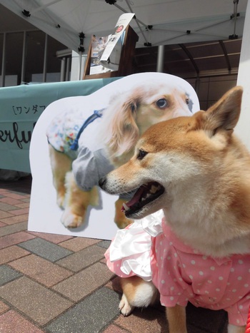 Wonderful Style DOG PHOTO FES.in浜松