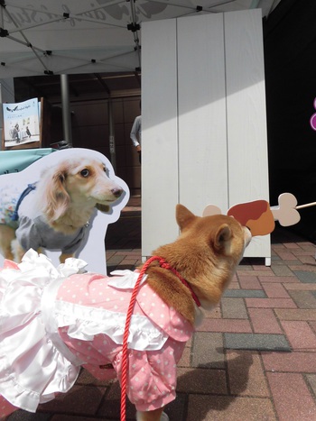 Wonderful Style DOG PHOTO FES.in浜松