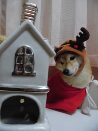 クリスマスのモモです(^^♪ 2017/12/30 20:03:00