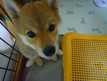 ひんやりボードまだ活躍してます