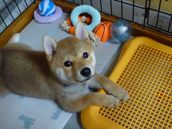 ウィンク(*人＞ｗ０)ﾉィェィ☆