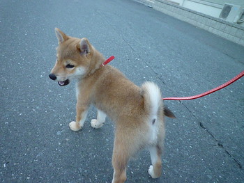 今朝のモモ