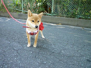 お散歩(๑￫ܫ￩)