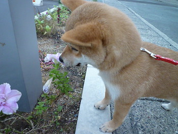 お花♪