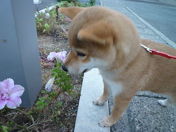 お花♪
