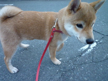お花♪