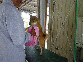 引佐の犬舎へシャンプーに