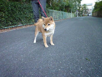 新しいリードを