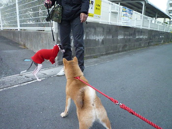 カンガルーみたいなカワイイわんちゃん