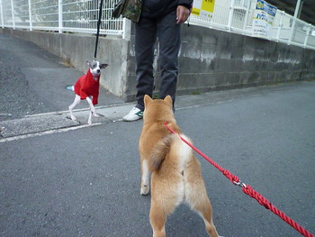 カンガルーみたいなカワイイわんちゃん