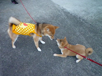 柴犬のみやこちゃん