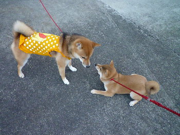 柴犬のみやこちゃん