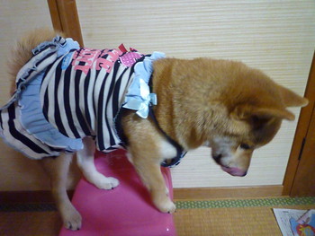 おすましさん(*ゝ(ェ)･)