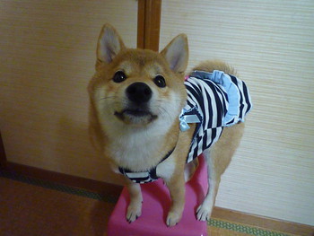 おすましさん(*ゝ(ェ)･)