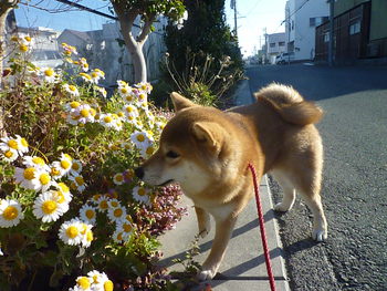 お花っ