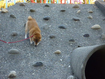 猿山に登って