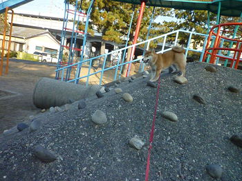 猿山に登って