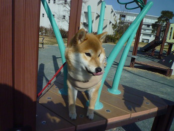 首をかしげて