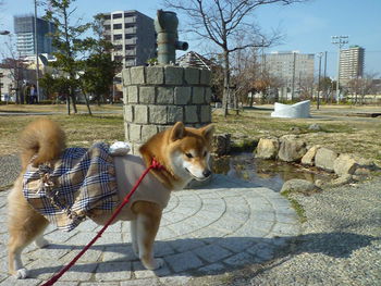 首をかしげて