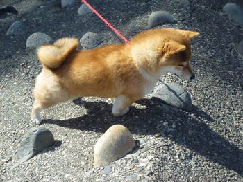 猿山