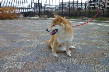 横座り