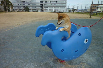 色々な遊び方