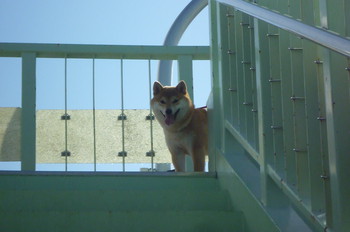 歩道橋♪