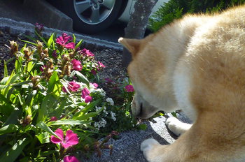 お花♪