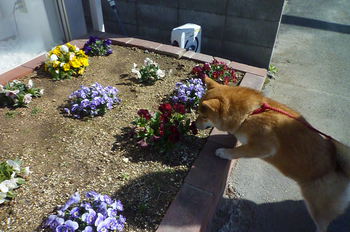 お花♪