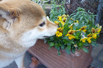 お花♪