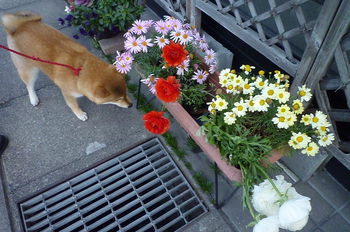 お花♪