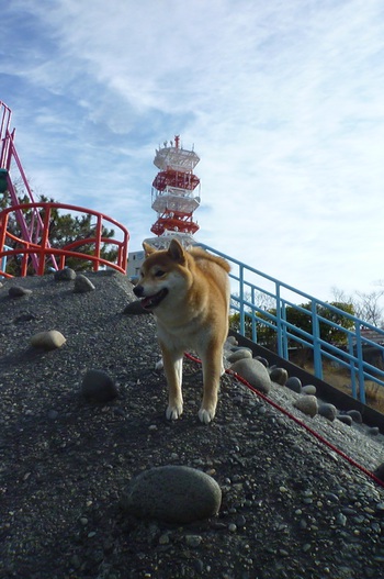 また猿山