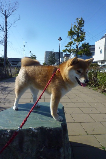 お散歩での休憩