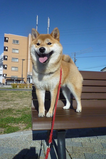 お散歩での休憩