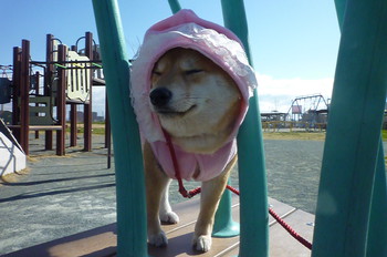 ハマり中