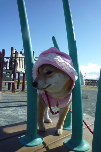 ハマり中