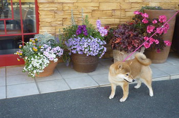 お花