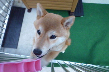 雨です