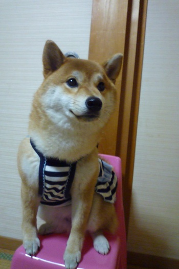お気に入りの服♪