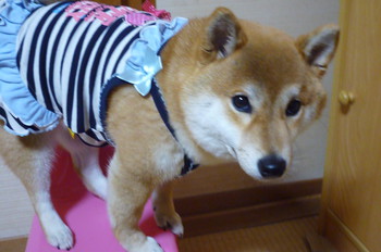 お気に入りの服♪