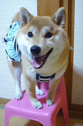 お気に入りの服♪