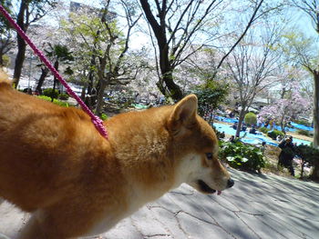 浜松城公園を散策