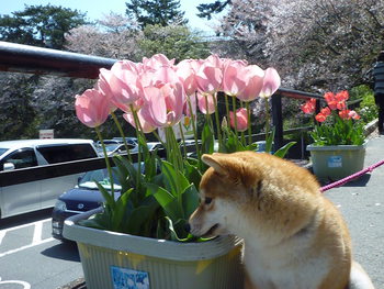 桜の花びらが　モモに♪