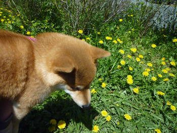 黄色のお花♪
