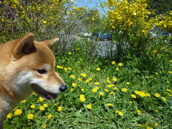 黄色のお花♪