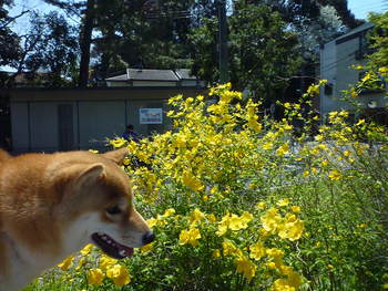 黄色のお花♪